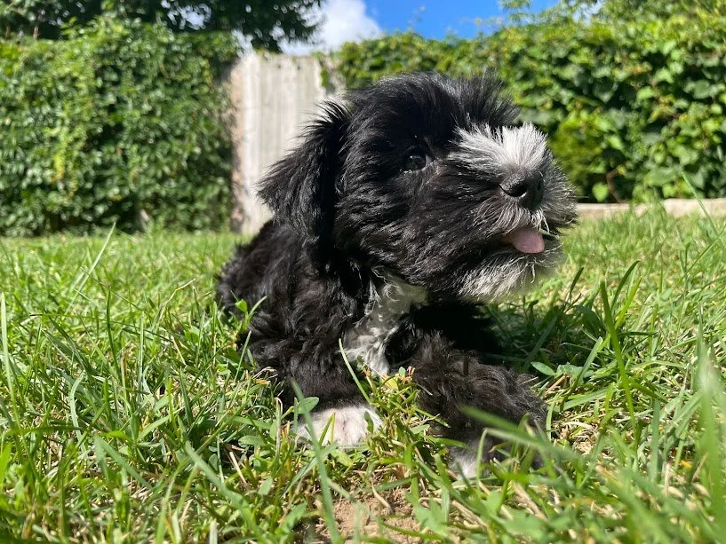 My Puppy-Zen Master – Thich Nhat Hanh Redivivus